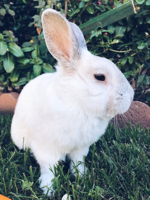 Al's Pets and Supplies by null