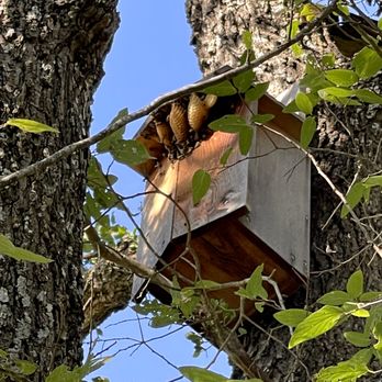 Lockhart Honey - Hive in owl house - Honey Near Me - Lockhart, Texas Lockhart Honey - Hive in owl house - Honey Near Me - Lockhart, Texas