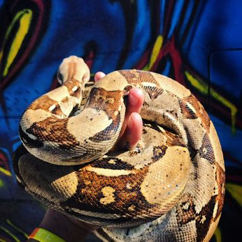 The Wise Frog - Exotic Reptile - Reptile Shops Near Me - Tulare , California