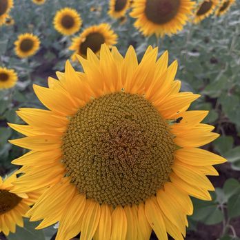 Grinter's Sunflower Farm - Farms Near Me - Lawrence, Kansas