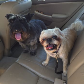 PetSmart - Happy good smelling pups! - Pet Groomers Near Me - San Diego, California PetSmart - Happy good smelling pups! - Pet Groomers Near Me - San Diego, California