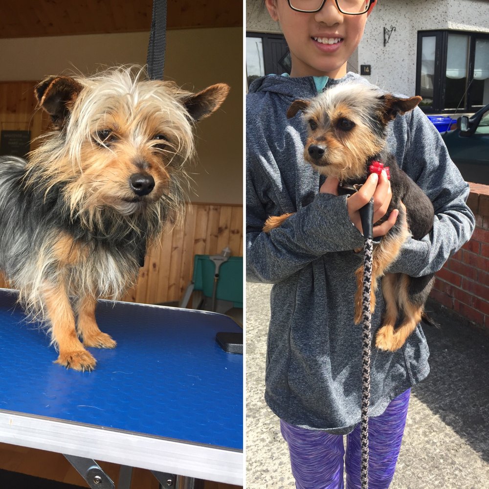 PIMP MY PET GROOMING Updated September 2024 13 Graces Park