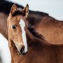 Photo of Sturgis Veterinary Hospital & Equine Center