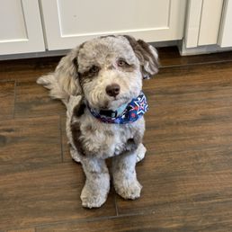 Here's little Gus after a grooming.