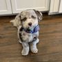 Photo of Legacy Grooming
