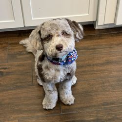 Legacy Grooming - Here's little Gus after a grooming.