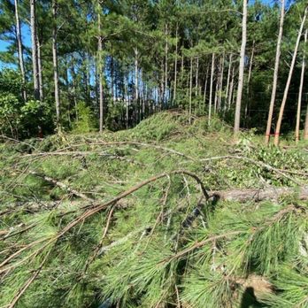 Prestige Tree Experts - Tree Services Near Me - Acworth, Georgia Prestige Tree Experts - Tree Services Near Me - Acworth, Georgia