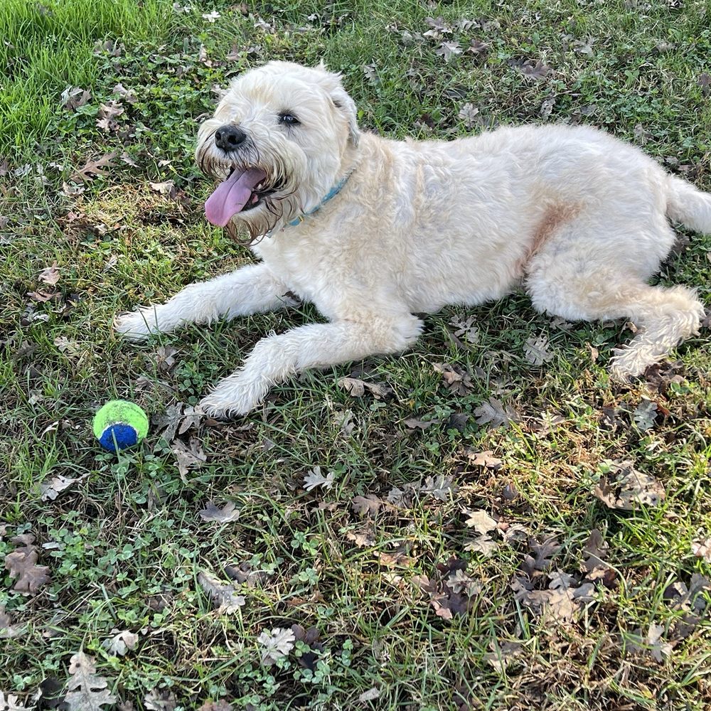 San Juan Park - My dog Louie enjoying his ball time. - Parks Near Me - Citrus Heights, California San Juan Park - My dog Louie enjoying his ball time. - Parks Near Me - Citrus Heights, California