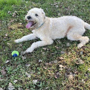 San Juan Park - My dog Louie enjoying his ball time. - Parks Near Me - Citrus Heights, California San Juan Park - My dog Louie enjoying his ball time. - Parks Near Me - Citrus Heights, California