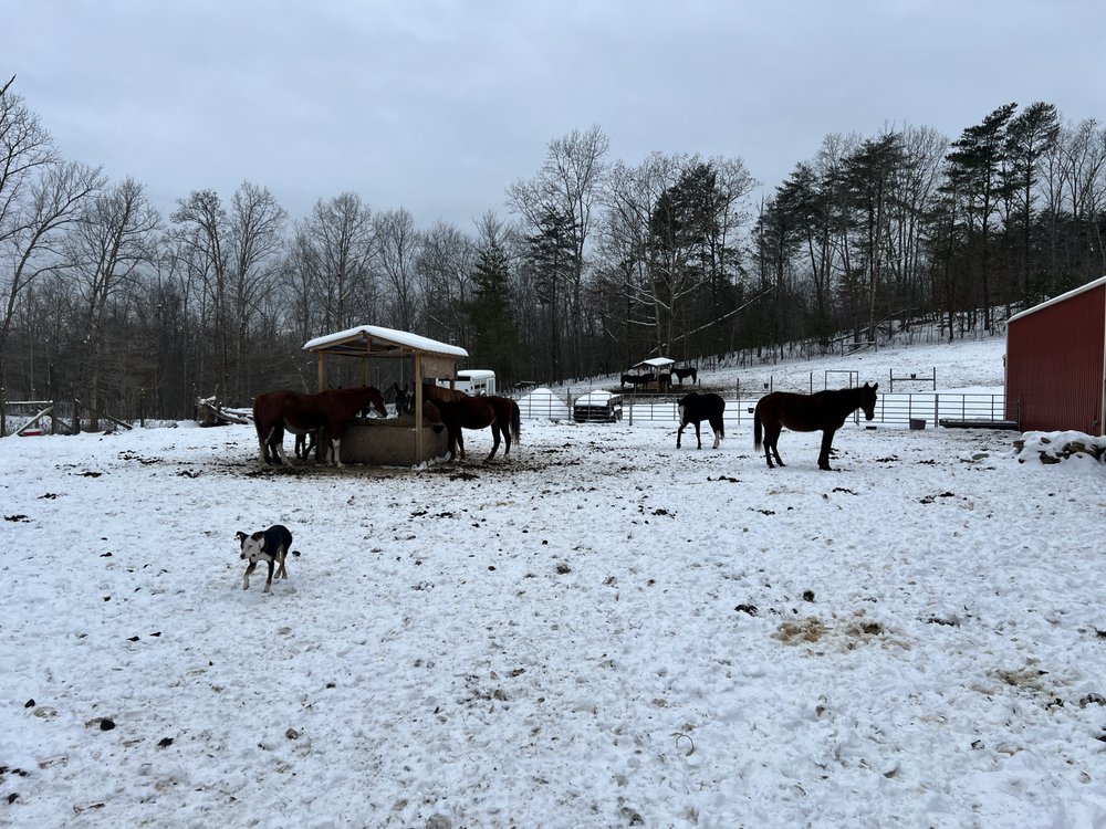 Outlaw Equine Rescue and Rehab - equestrian in Crossville, TN