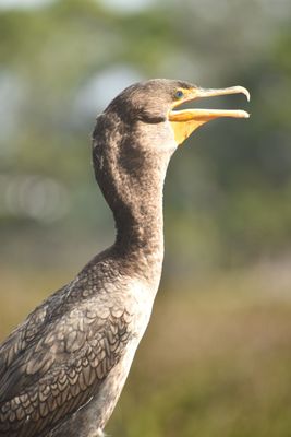 Green Cay Nature Center & Wetlands by null