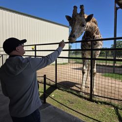 Aggieland Safari - Feeding the giraffes no fear