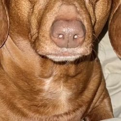 VCA Canada Oshawa Animal Hospital - This is our poor Pickle Dawg, he started to have some serious issues with his spine and became paralyzed. RIP good friend