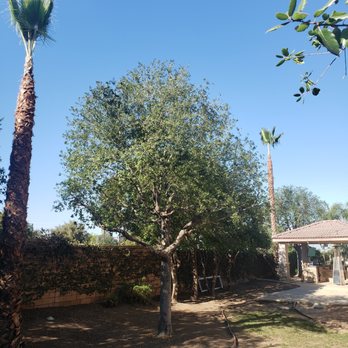 Pachecos tree service - Tree Services Near Me Pachecos tree service - Tree Services Near Me