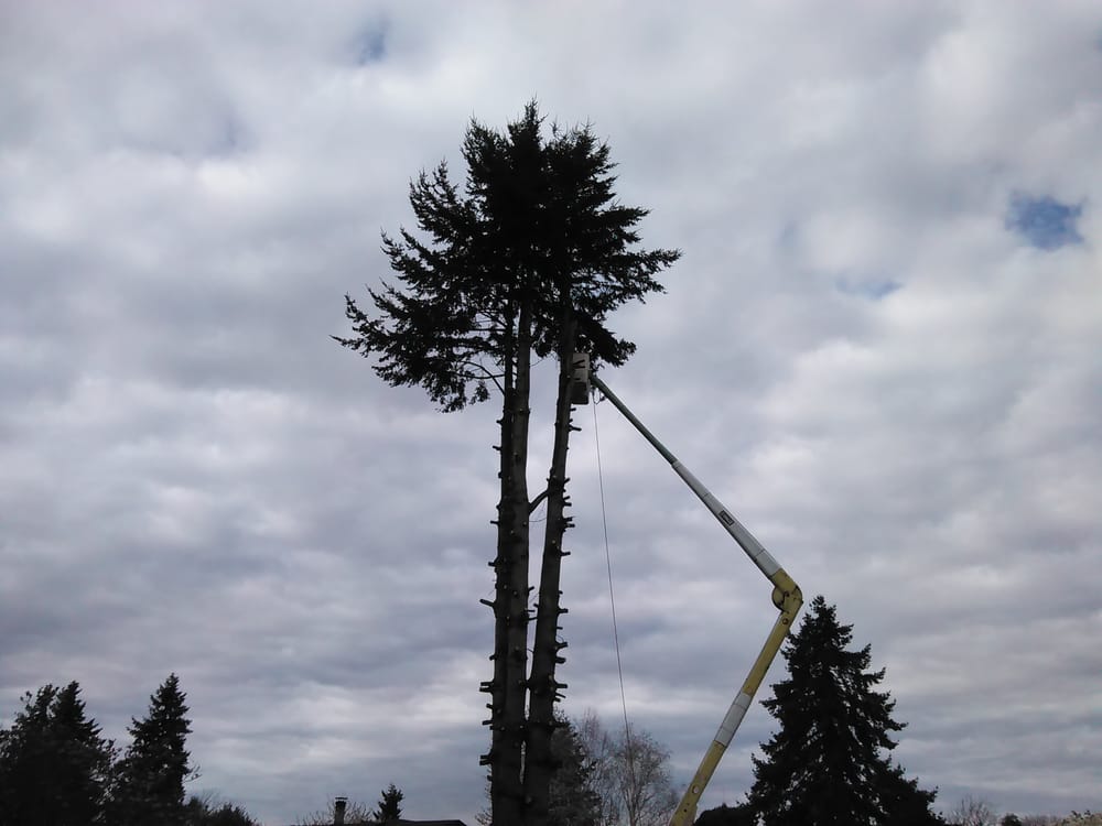 Nusz Tree Service - tree service in Springfield, OR