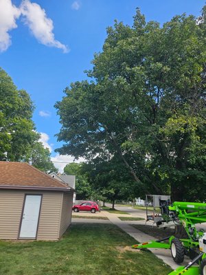 Girgen Tree on Yelp
