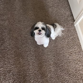 The Cutesy Groomer - This is After , She looks Amazing! Thank you Antonio! - Pet Groomers Near Me - Clovis, California The Cutesy Groomer - This is After , She looks Amazing! Thank you Antonio! - Pet Groomers Near Me - Clovis, California