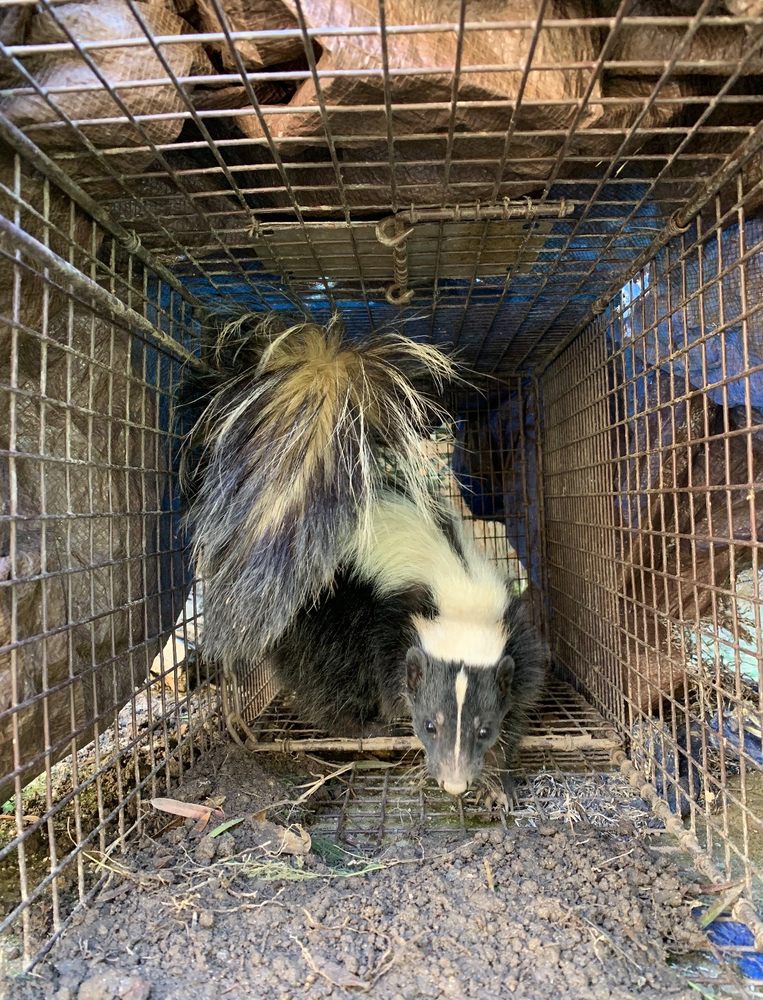 Active Animal Trapping