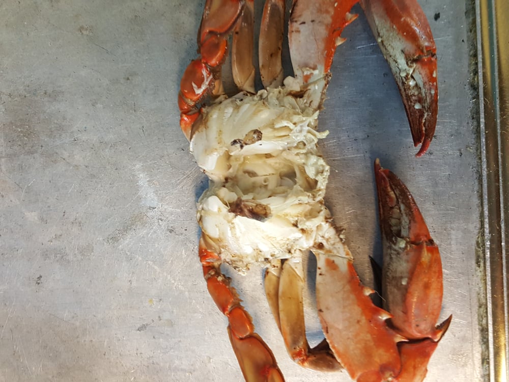 TONYS OUTRIGGER Updated August 2024 Woodbine, Seafood