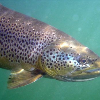 Central Oregon Fishing - Underwater shot of a Brown Trout. - Fishing Near Me - Sunriver, Oregon Central Oregon Fishing - Underwater shot of a Brown Trout. - Fishing Near Me - Sunriver, Oregon