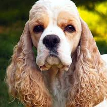 Gerri's Grooming - Pet Groomers Near Me - Colorado Springs, Colorado Gerri's Grooming - Pet Groomers Near Me - Colorado Springs, Colorado