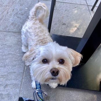 Sparrow - Dog Friendly Patio - New American Near Me - Kirkland, Washington