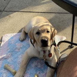 a dog laying on a blanket a dog laying on a blanket
