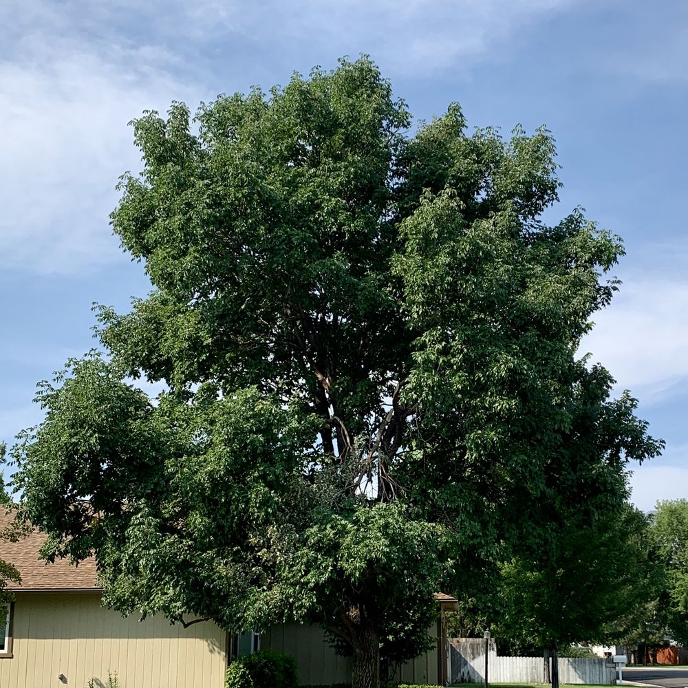Tree 1 - Before (Broken branch in center of photo) Tree 1 - Before (Broken branch in center of photo)