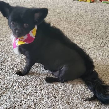 District Dogs - Sofía the Chihuahua - Pet Groomers Near Me - Washington, DC, District of Columbia