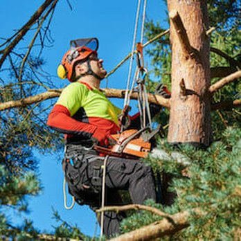 Ben's Tree Service - When experience counts count on Ben's tree service !
Over 40 + years - Tree Services Near Me Ben's Tree Service - When experience counts count on Ben's tree service !
Over 40 + years - Tree Services Near Me