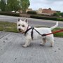 Photo of Live Love Pet Walking