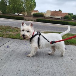 Live Love Pet Walking - Enjoying his walk.