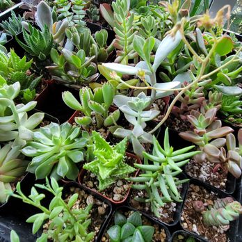Plants On Broadway - Succulents - Nurseries & Gardening Near Me - Portland, Oregon Plants On Broadway - Succulents - Nurseries & Gardening Near Me - Portland, Oregon