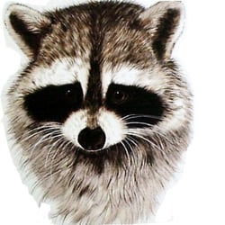 Affordable Trapping - raccoon removal naples fl