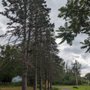 Photo of Let's Talk Trees