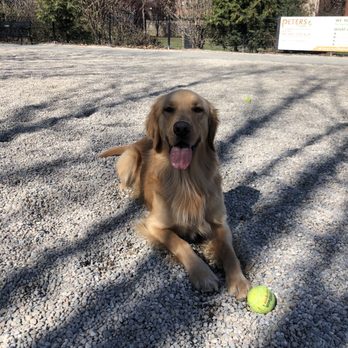 Peters Park - Dog Parks Near Me - Boston, Massachusetts