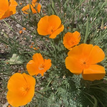 Woodward Park - Gorgeous colors! - Parks Near Me - Fresno, California Woodward Park - Gorgeous colors! - Parks Near Me - Fresno, California
