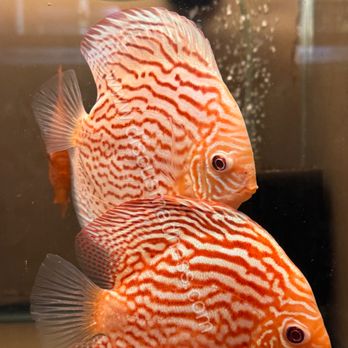 Discus Madness - Aquarium Services Near Me - Union, New Jersey