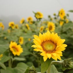 Fuhrmann Orchards