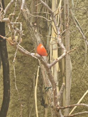 Schönbrunn Zoo by null