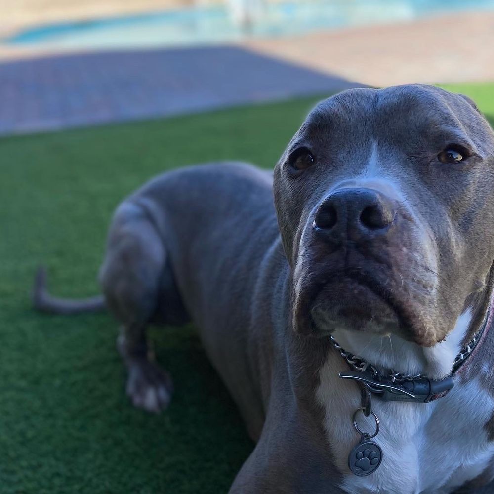 K9 Advantage - Pet Training Near Me K9 Advantage - Pet Training Near Me