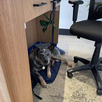 Modern Animal Costa Mesa - Well behaved Blue Heeler - Veterinarians Near Me - Costa Mesa, California Modern Animal Costa Mesa - Well behaved Blue Heeler - Veterinarians Near Me - Costa Mesa, California