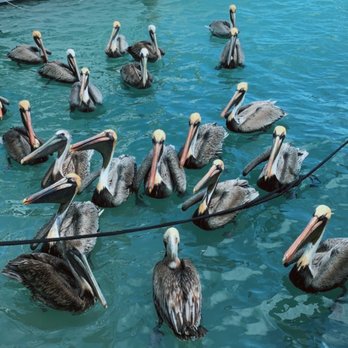 Dog House Charters - Boat Charters Near Me - Islamorada, Florida Keys, Florida