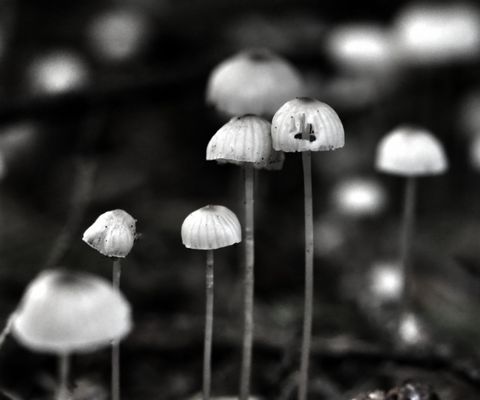 Lewis and Clark National Historical Park by null