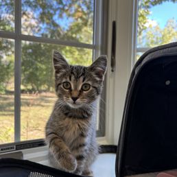 First vet appointment for this cute kitten at Poppyhill :) First vet appointment for this cute kitten at Poppyhill :)