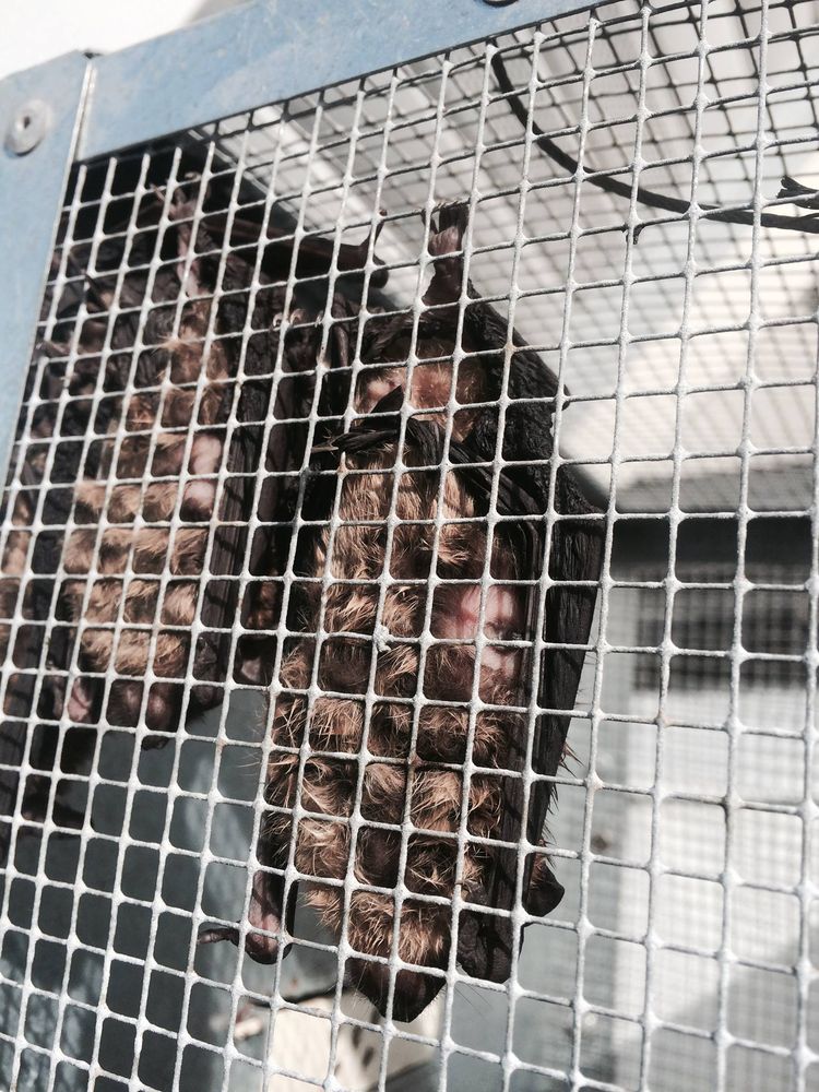 PEST ANIMAL REMOVAL COLORADO SPRINGS Updated July 2024 51 Photos