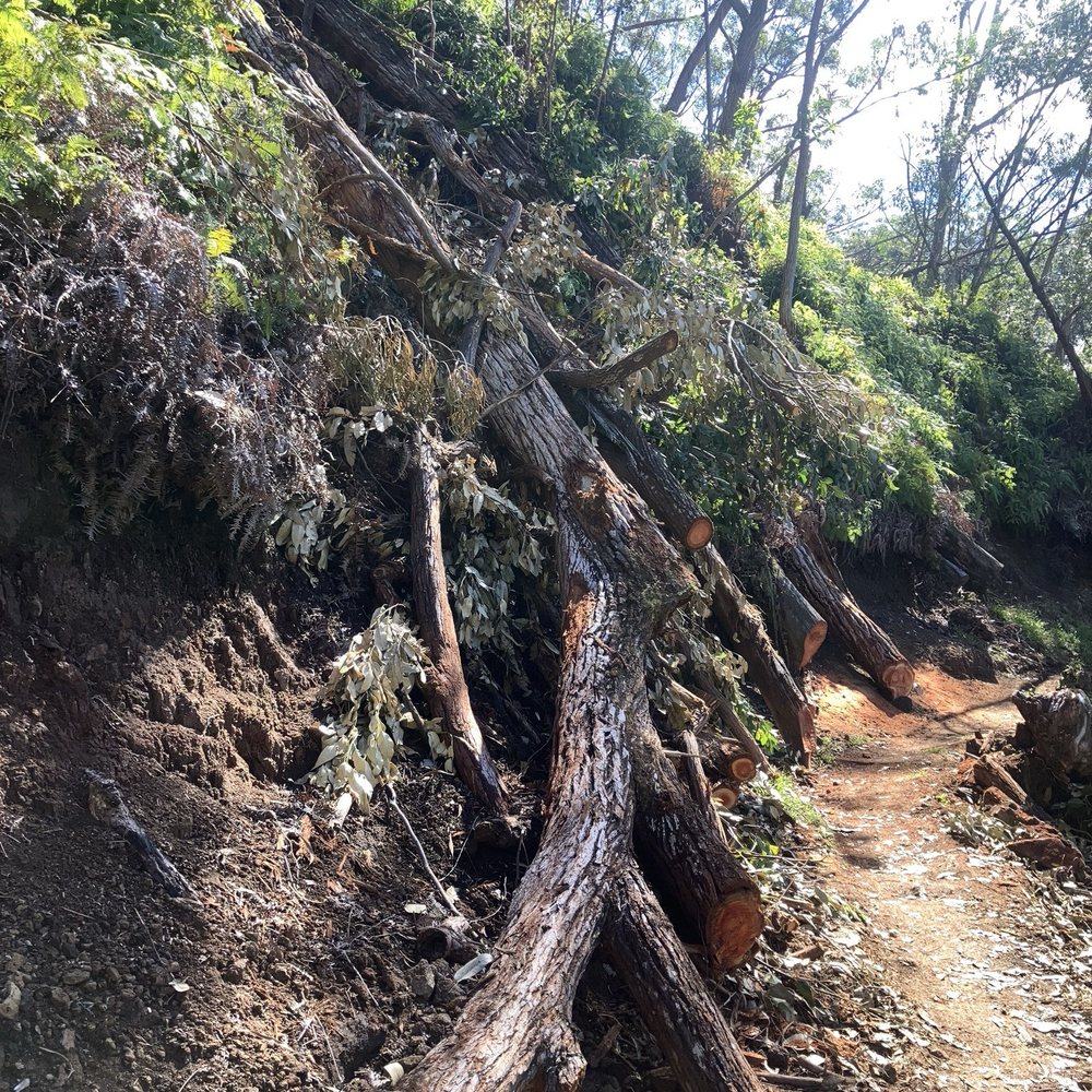 Aiea Loop Trail - Hiking Near Me - Aiea, Hawaii