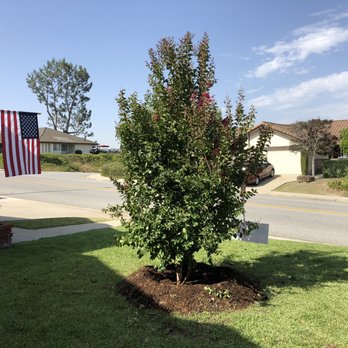 Moon Valley Nurseries - Our newly planted Crape Myrtle. - Tree Services Near Me - Chino, California Moon Valley Nurseries - Our newly planted Crape Myrtle. - Tree Services Near Me - Chino, California