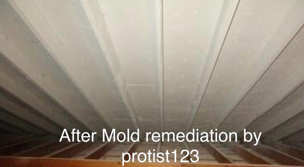 ProList123 - mold inspector in Chicago, IL