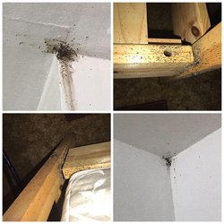 It's Bugs Or Us Pest Control - Weatherford - hidden bed bugs